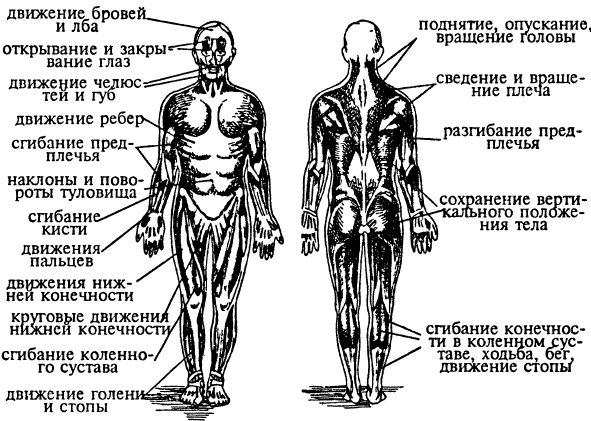 Особенности строения мышц - Бодибилдинг форум AnabolicShops